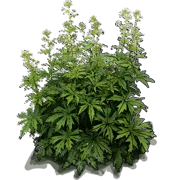 Plant - Glade Mallow