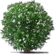 Plant - Sweet\u002DScented Oleander \u0027Alsace\u0027
