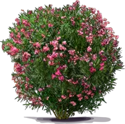 Plant - Oleander \u0027Hardy Pink\u0027