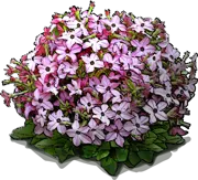 Plant - Tobacco \u0027Avalon Bright Pink\u0027