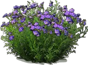Plant - Purple Robe Cup Flower