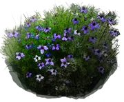 Plant - Fennel Flower