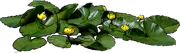 Plant - Yellow Pond Lily