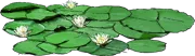 Plant - White Water Lily