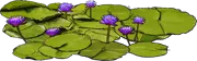 Plant - Water Lily \u0027Augus Koch\u0027