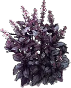 Plant - Basil \u0027Dark Opal\u0027