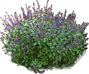 Plant - Basil \u0027Magic Mountain\u0027