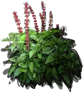 Plant - Ocimum basilicum