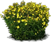 Plant - Sundrops