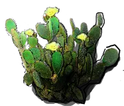Plant - Opuntia microdasys