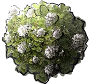 Plant - Origanum vulgare Aureum Variegata