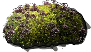 Plant - Origanum vulgare Aureum