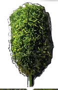 Plant - Osmanthus fragrans
