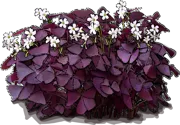 Plant - False Shamrock
