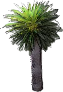 Plant - Pachypodium lamerei