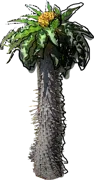 Plant - Pachypodium namaquanum