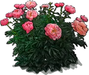Plant - Chinese Peony