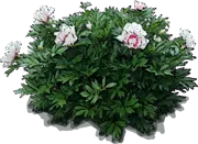 Plant - Cora Louise Itoh Peony