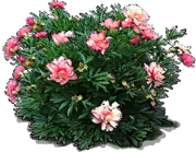 Plant - Julia Rose Itoh Peony
