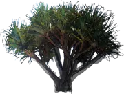 Plant - Screw Pine