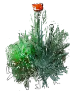 Plant - Oriental Poppy