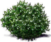 Plant - Parahebe