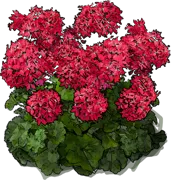 Plant - Pelargonium zonale Cherry\u002DWhite