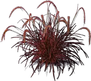Plant - Purple Fountain Grass