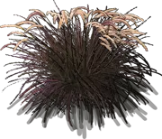 Plant - Purple Fountain Grass