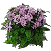 Plant - Egyptian Star Cluster \u0027Graffiti Lavender\u0027