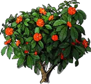 Plant - Pereskia grandifolia