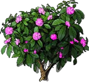 Plant - Pereskia grandifolia