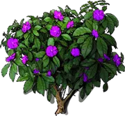 Plant - Pereskia grandifolia