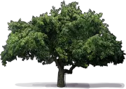 Plant - Avocado Tree