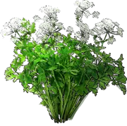 Plant - Parsley