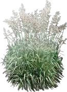 Plant - Tricolor Ribbon Grass