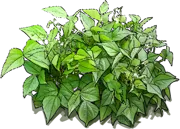 Plant - Goldstern French Bean