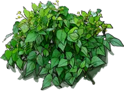 Plant - Gondola French Bean