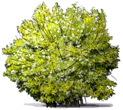 Plant - Mock Orange \u0027Aureus\u0027