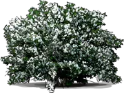 Plant - Mock Orange \u0027Snowbelle\u0027