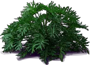 Plant - Tree Philodendron