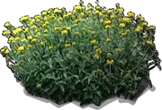 Plant - Jerusalem sage