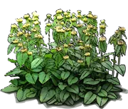 Plant - Turkish sage