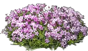 Plant - Phlox subulata Candy Stripes