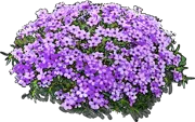 Plant - Phlox douglasii
