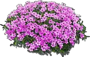 Plant - Phlox douglasii