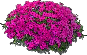 Plant - Phlox douglasii