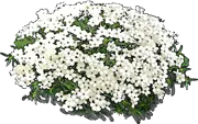 Plant - Phlox douglasii