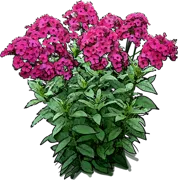 Plant - Phlox paniculata Aida