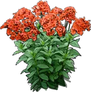 Plant - Phlox paniculata Orange Perfection